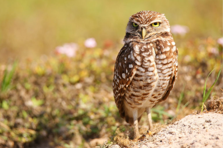 Burrowing Owl