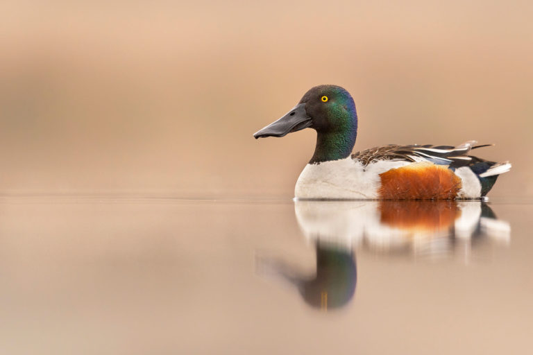 Northern Shoveler